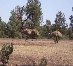 KLEINGRUPPENREISEN - 3 Tage Flinders Ranges